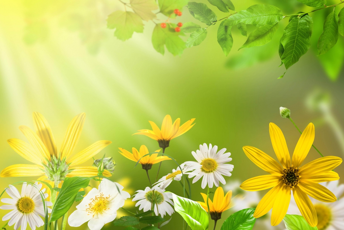 Nature, leaves, flowers, daisies, bright