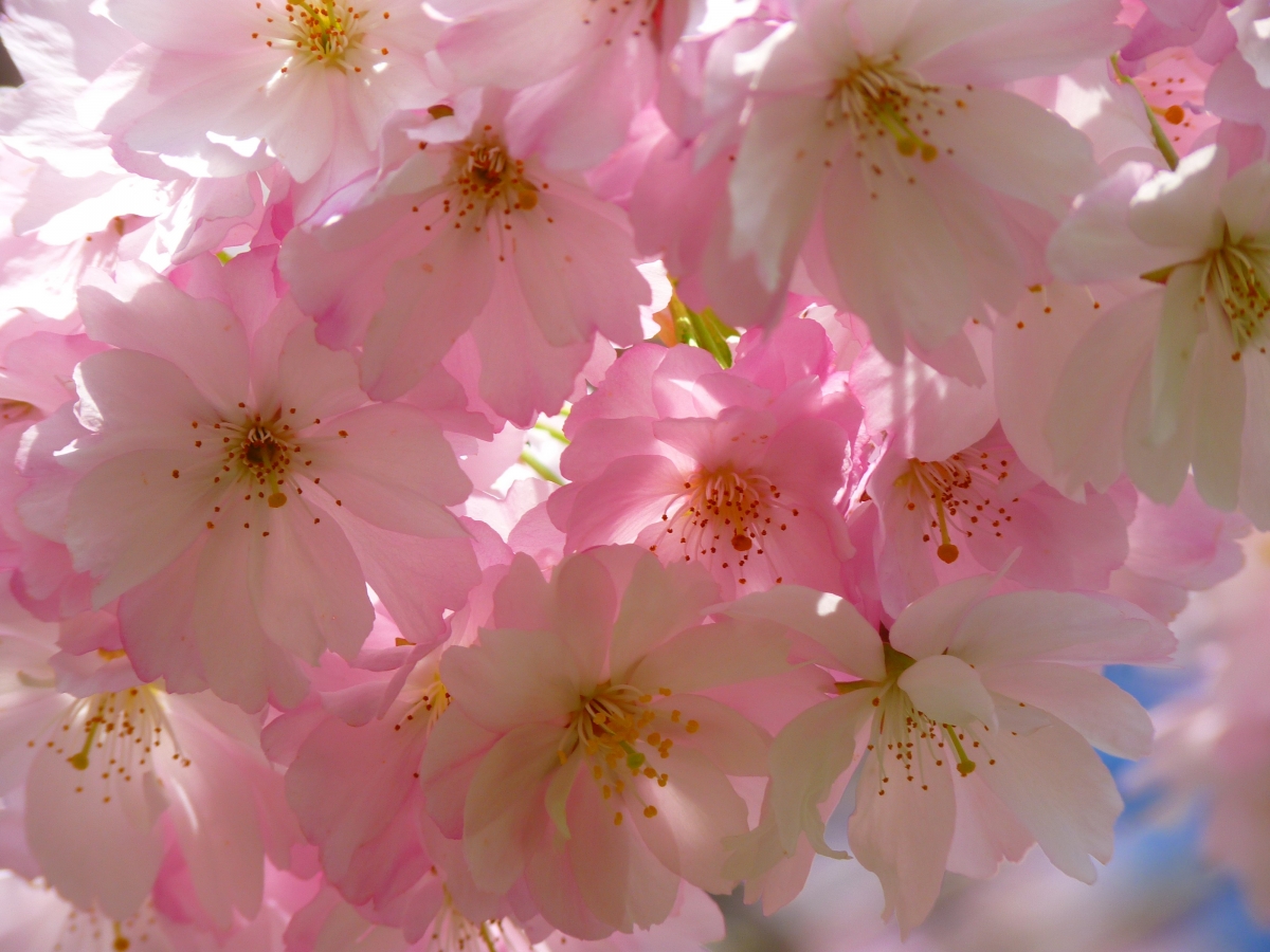 Sakura tree blooming sakura 4k picture