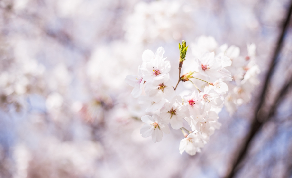 Cherry blossom season 4k HD pictures