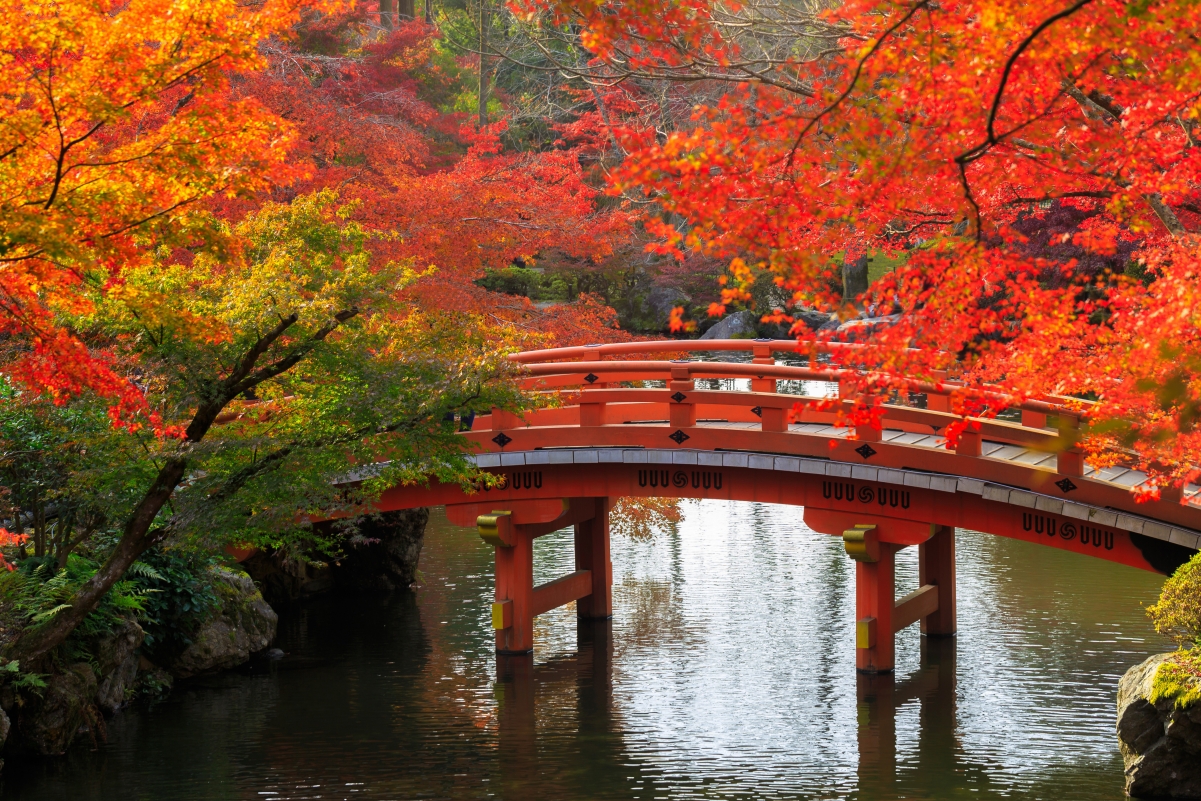 Autumn tree bridge pond park day