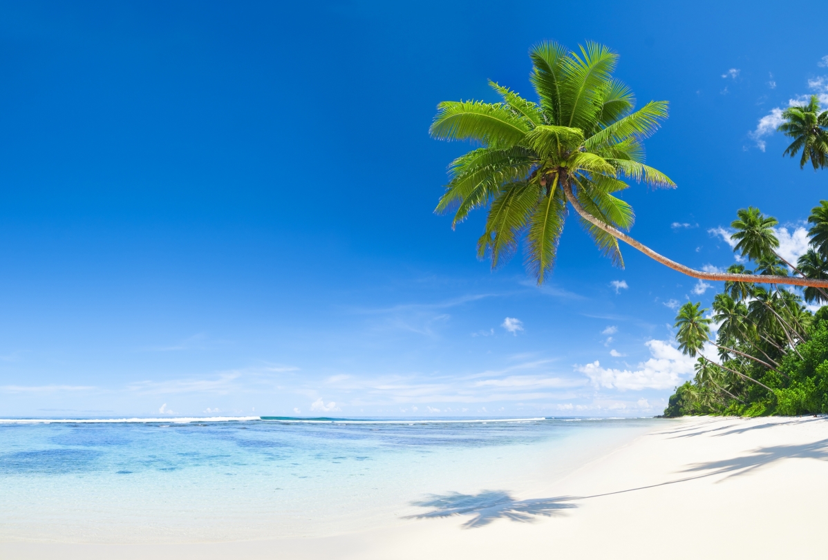 Blue sky sea water tropical palm