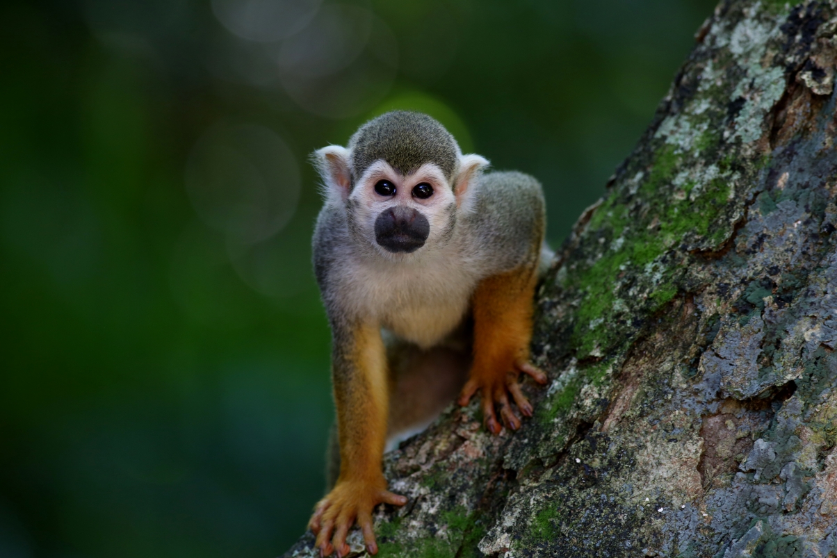 Monkey in the tree natural habitat