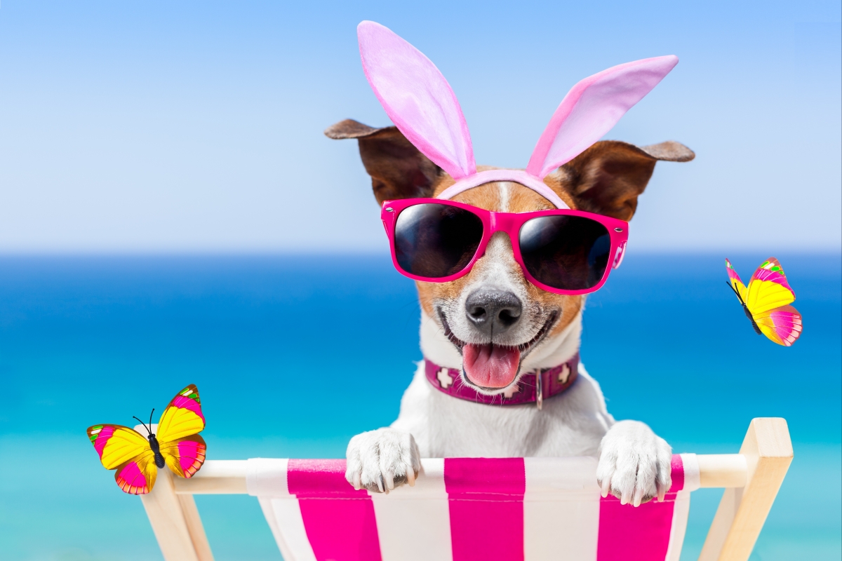 Funny dog ​​holiday beach too