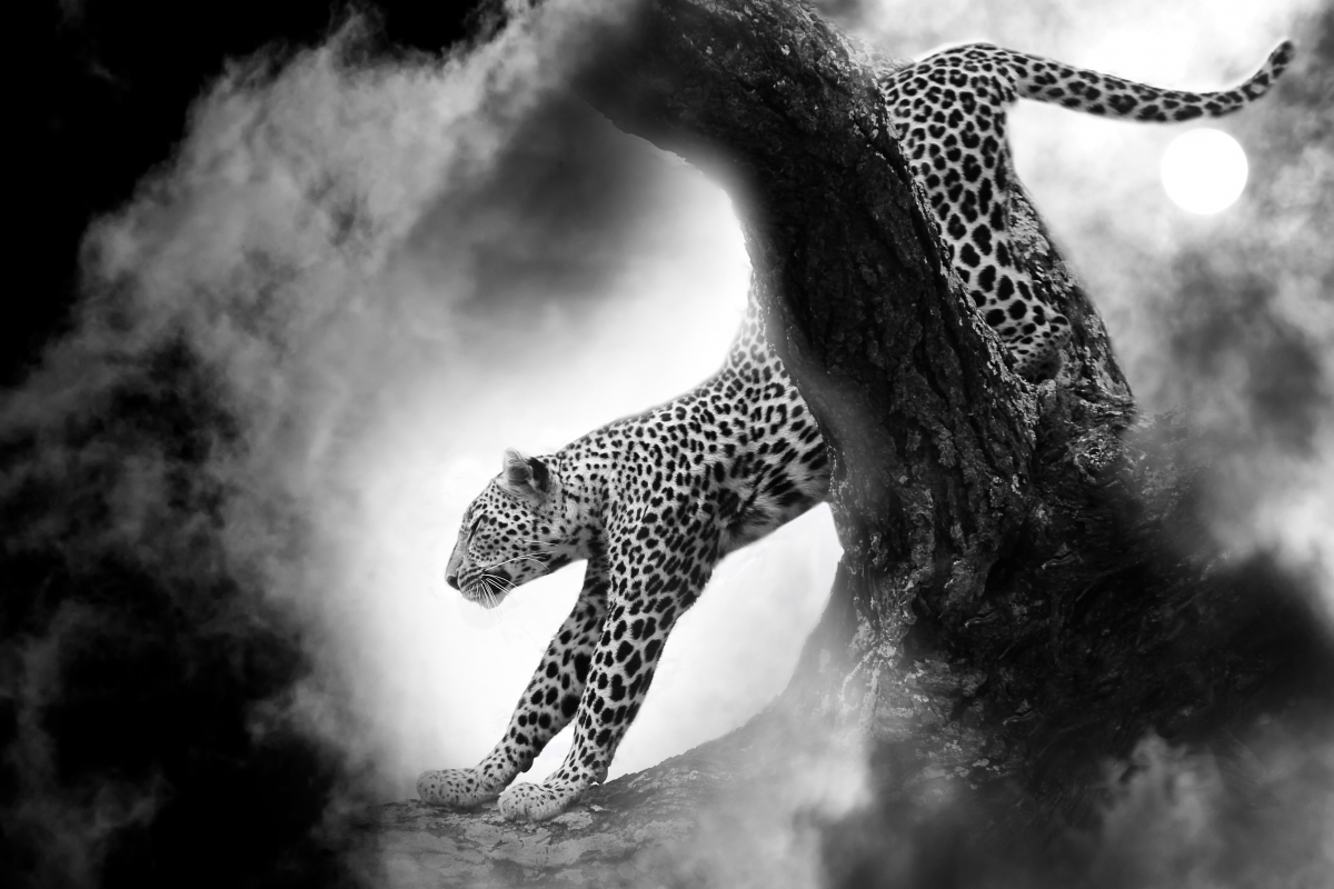 Picture of a leaping cheetah