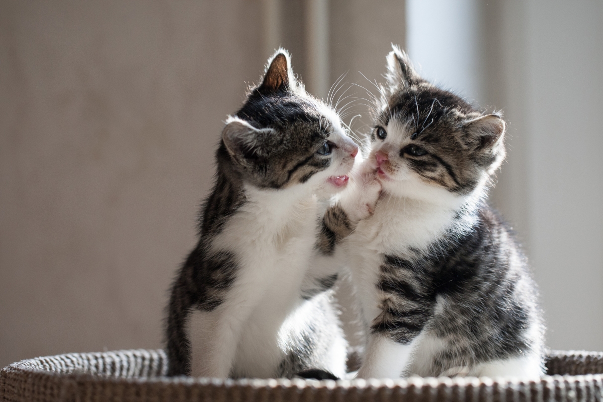 A pair of black and white kittens cute pictures