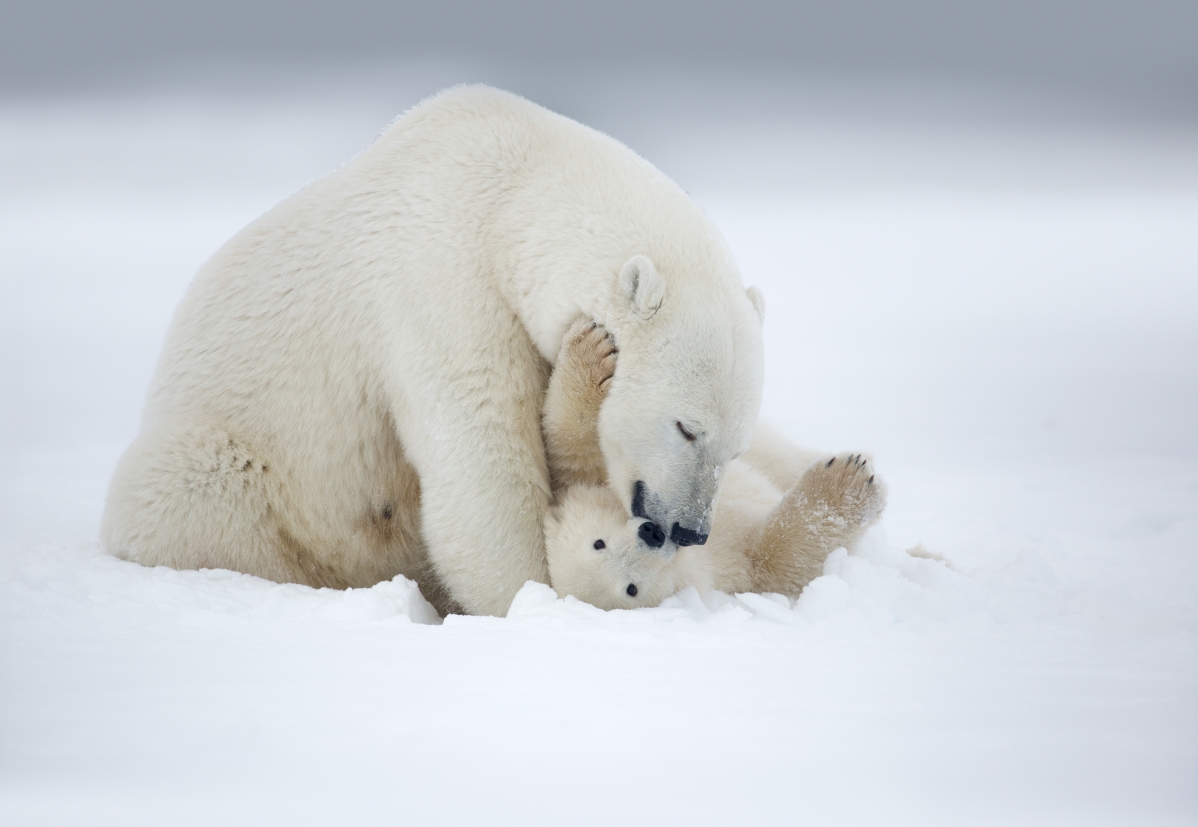 Polar bear mother and child in the snow