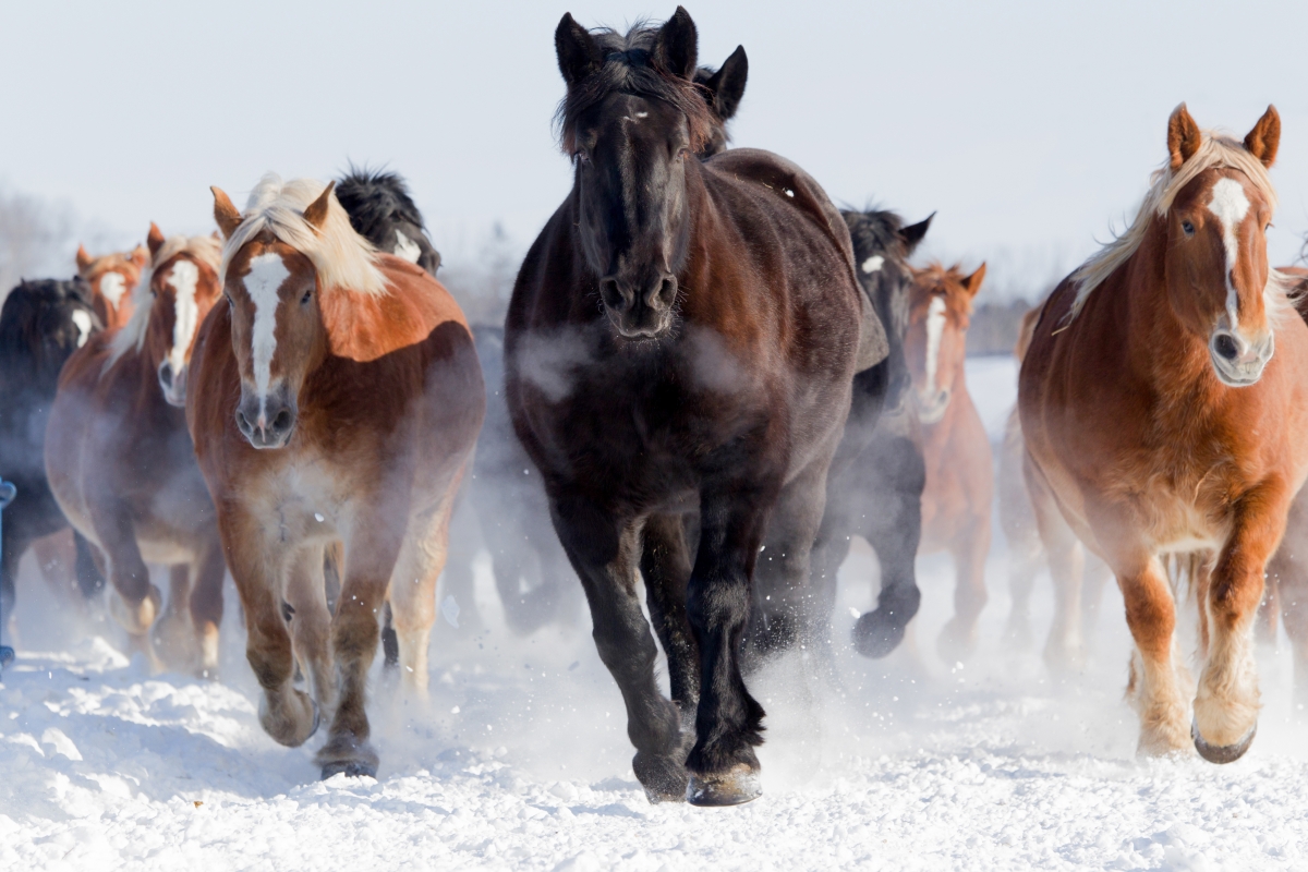 4K picture of a horse galloping in the snow