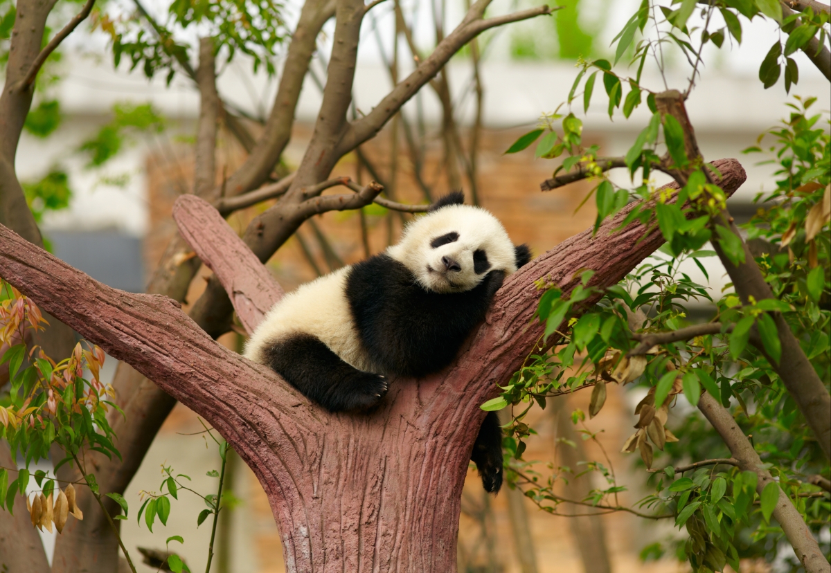 Panda, tree, rest, sleep, do