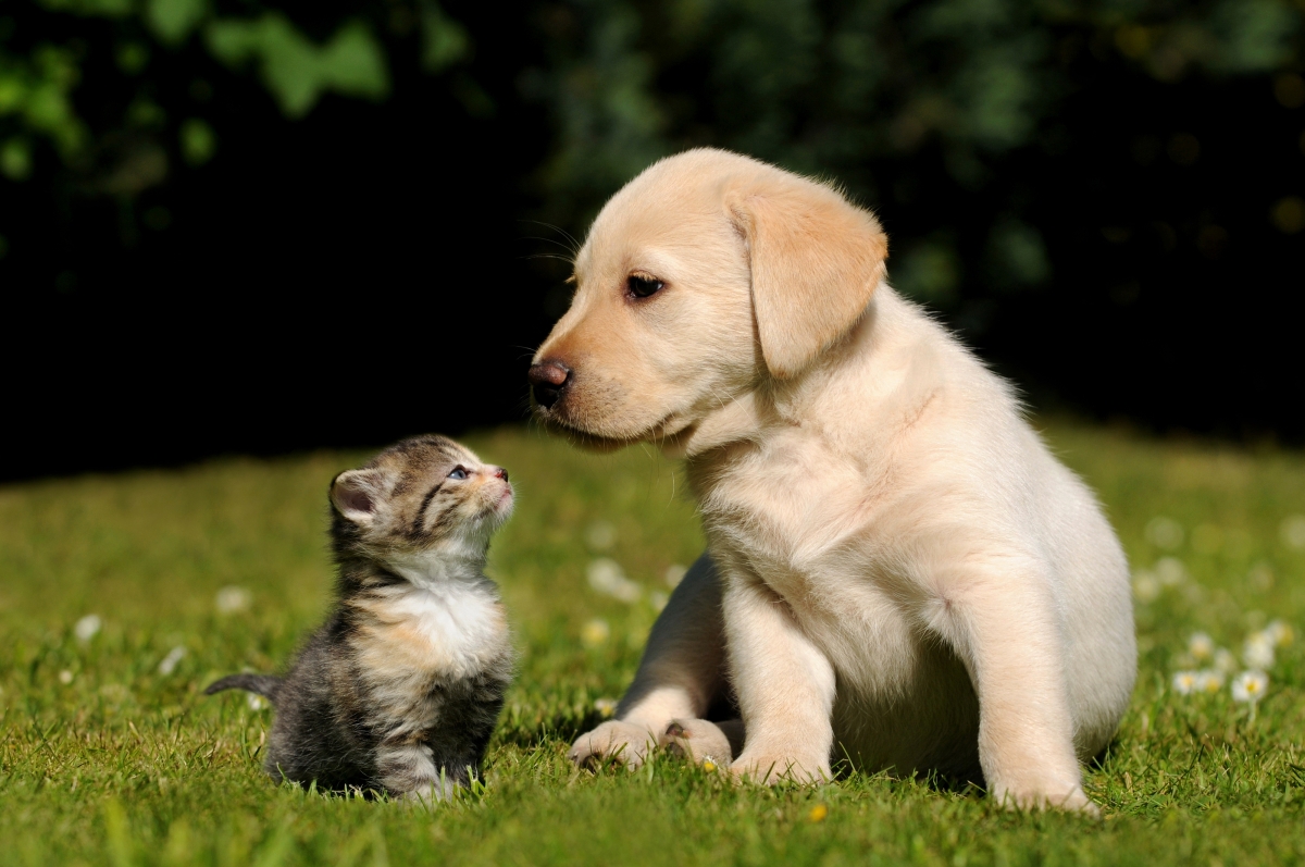 Kittens and puppies, friends, grass, can