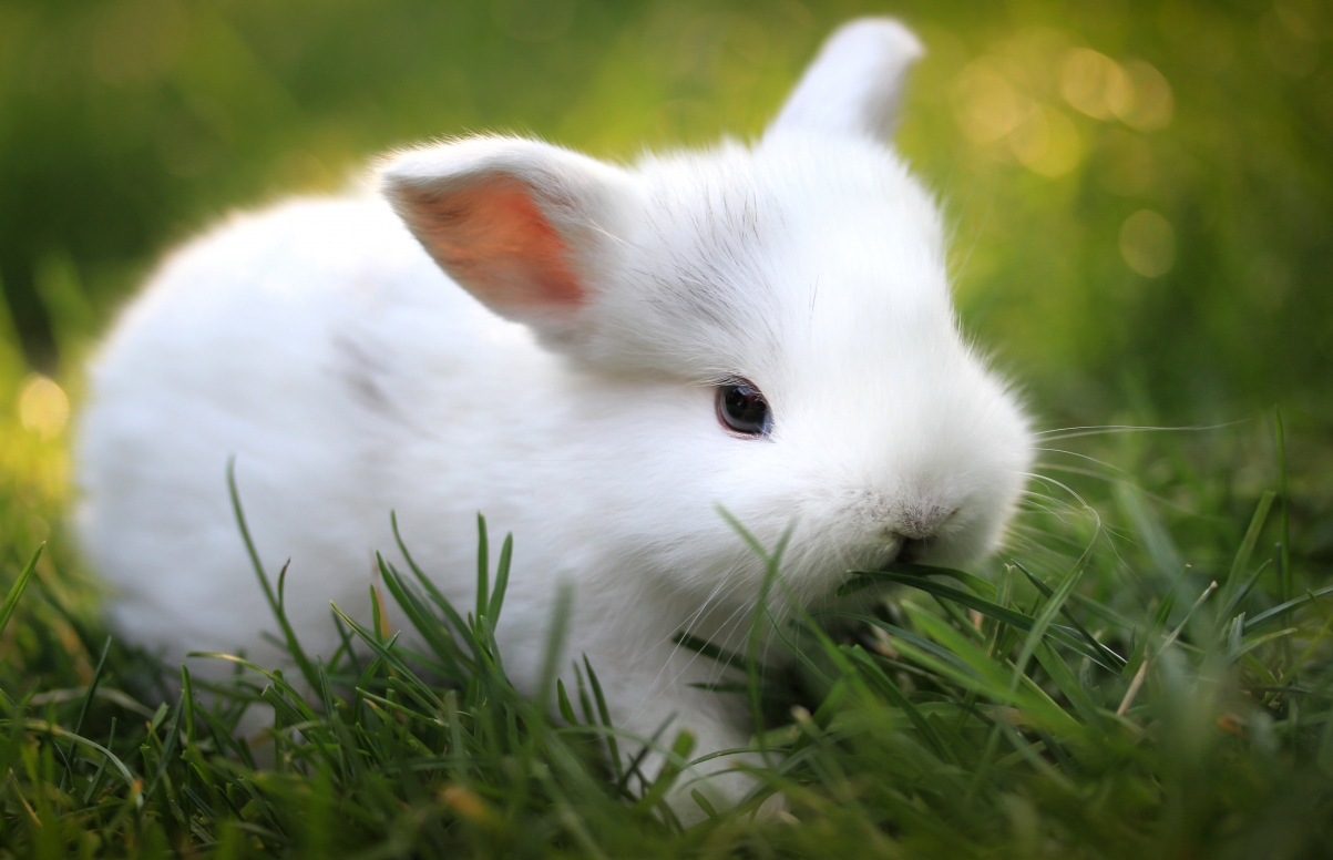 Little white rabbit, green grass, picture