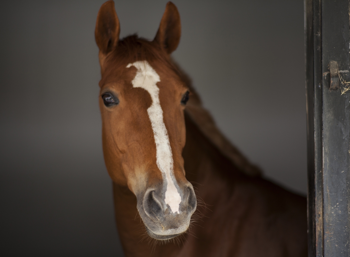 Horse horse head animal beautiful eyes