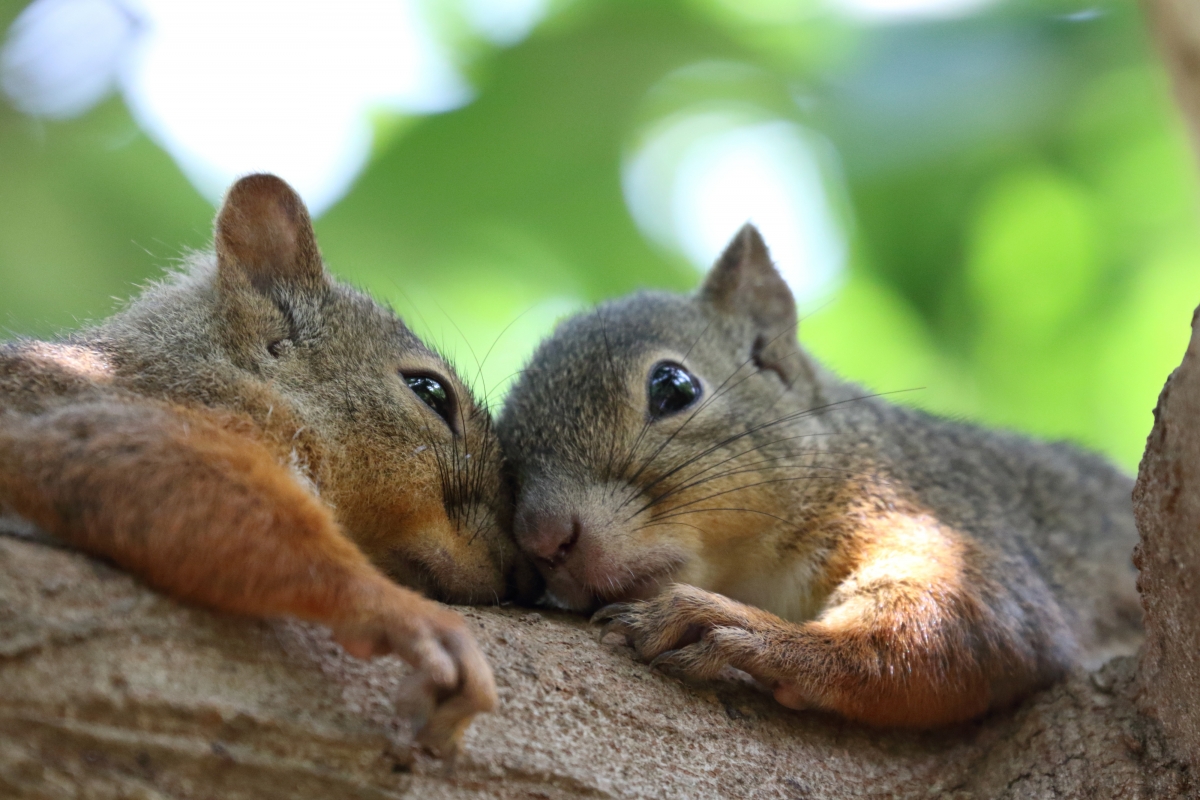 Two little squirrels in love