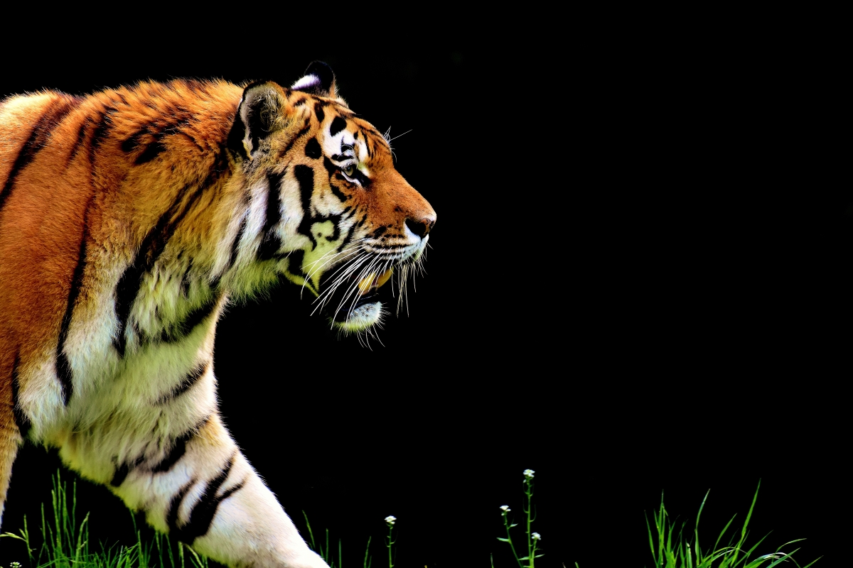 Tiger 6K Picture