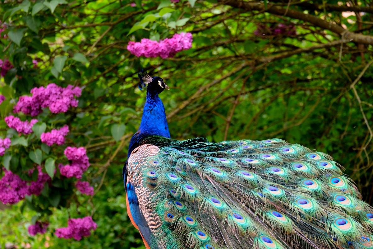 Peacock blue feather 6k picture