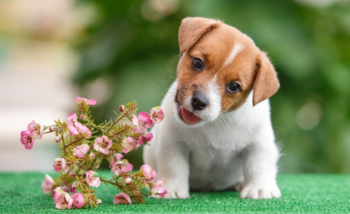 Jack russell terrier puppy, flowers, high