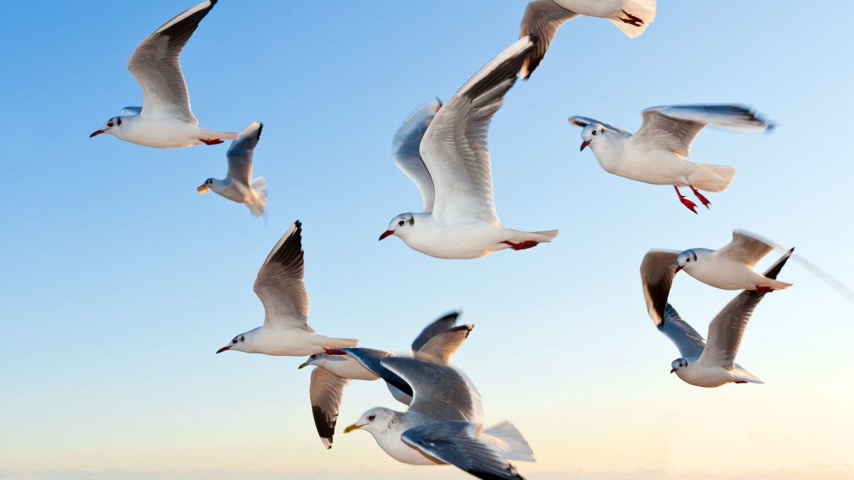 Seagull Bird Sky Flying 4K Wallpaper