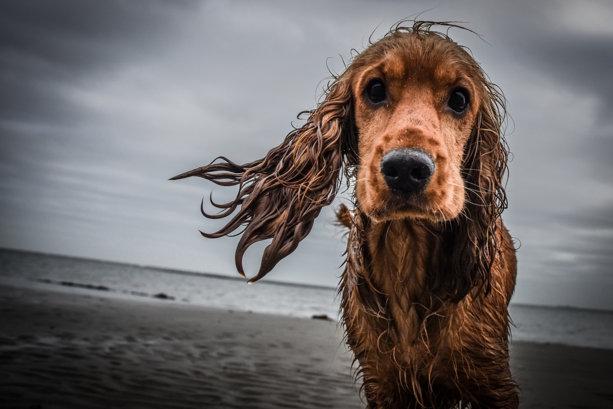 Cool dog by the beach 4k pictures