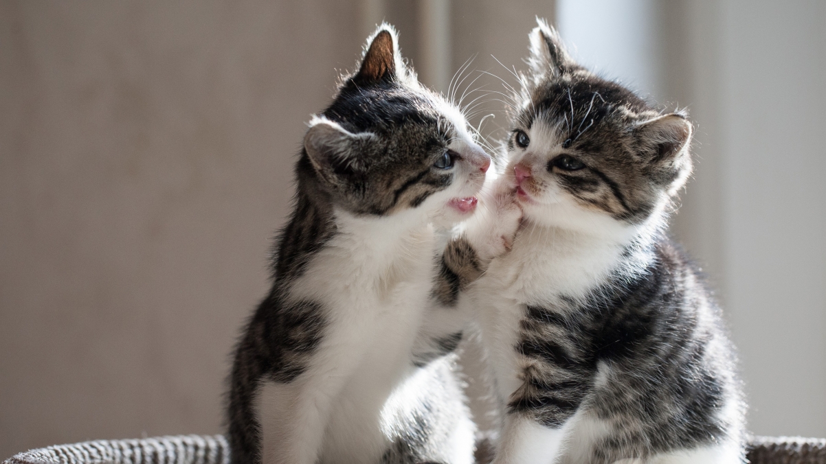 Two playful kittens 4K wallpaper