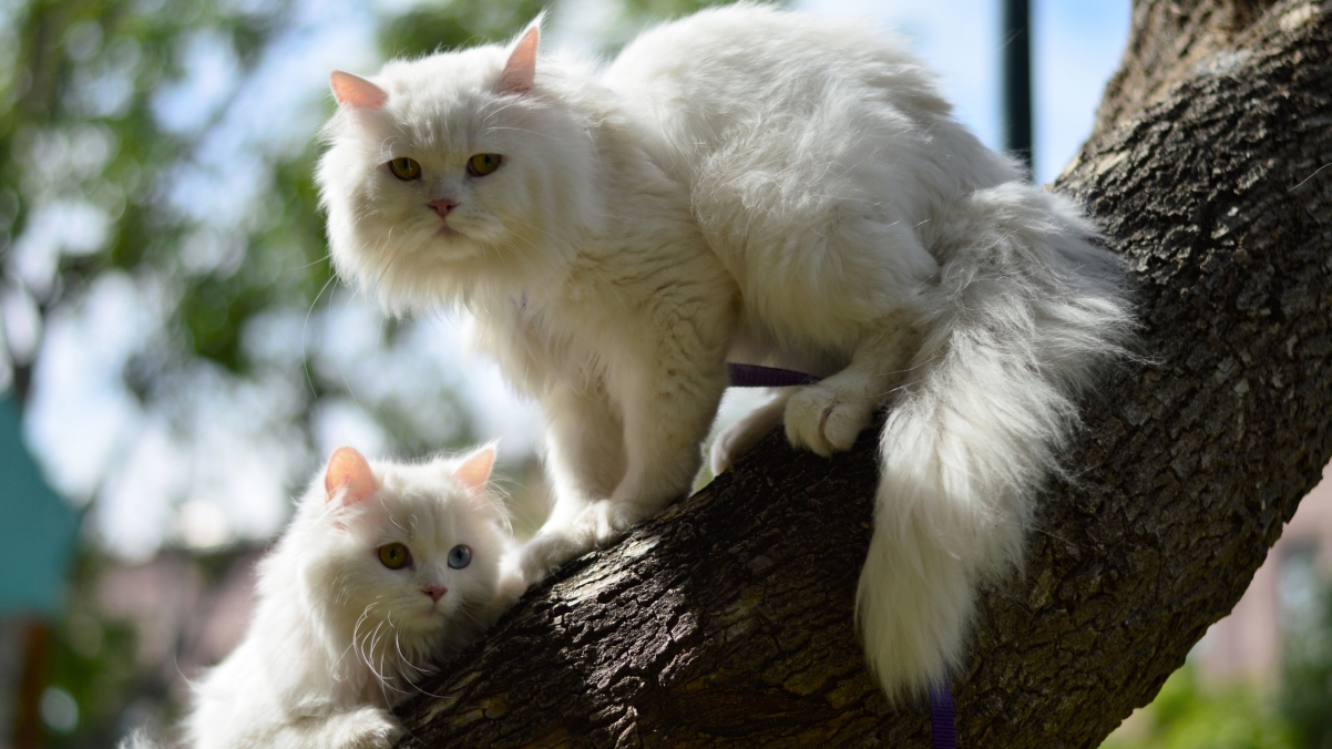 Two White Cats Tree 4K Wallpaper