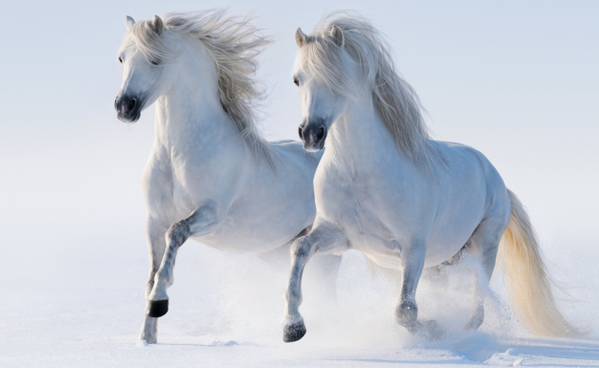 Two Horses HD 4K Desktop Wallpaper