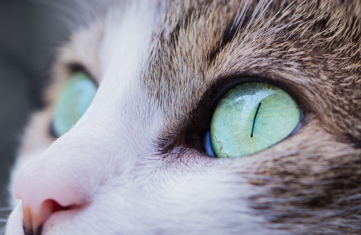 Animal animal photography cat eyes