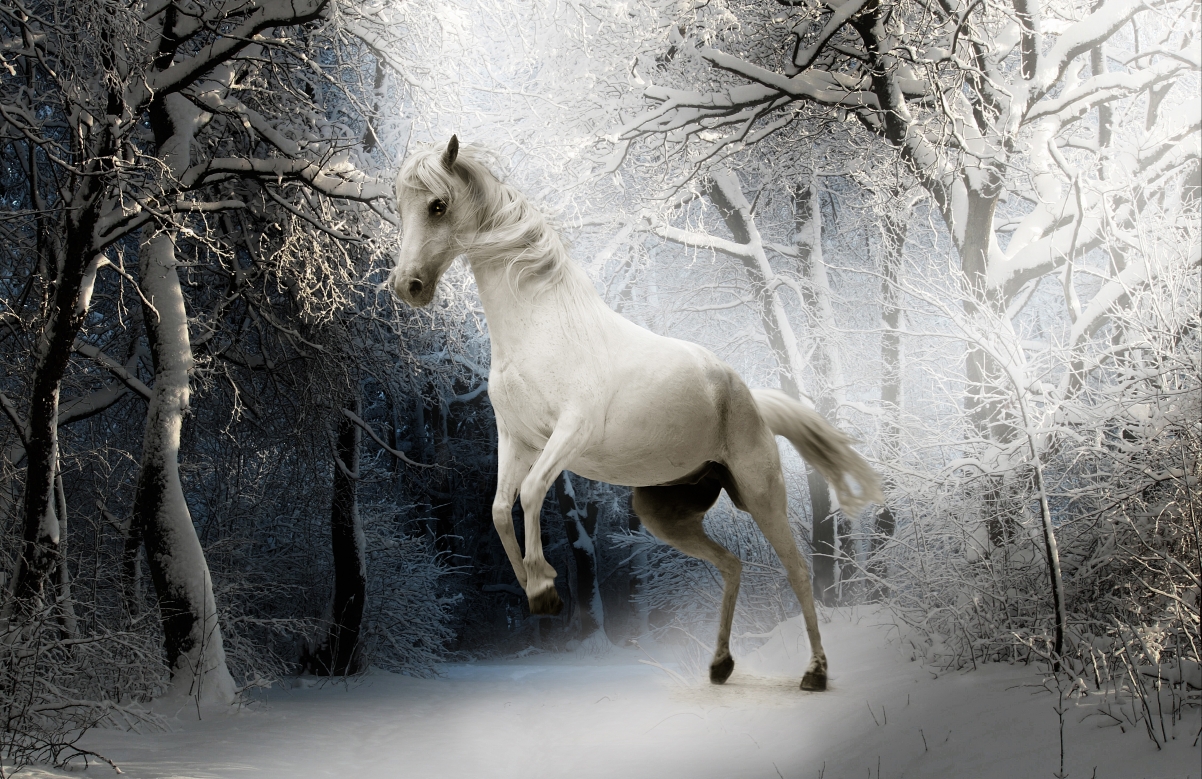 Winter snow forest animal horse white