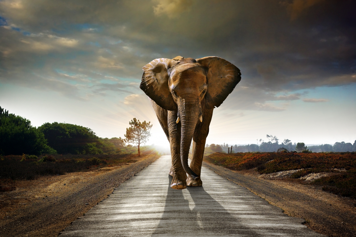 Elephant African Elephant Road Walking