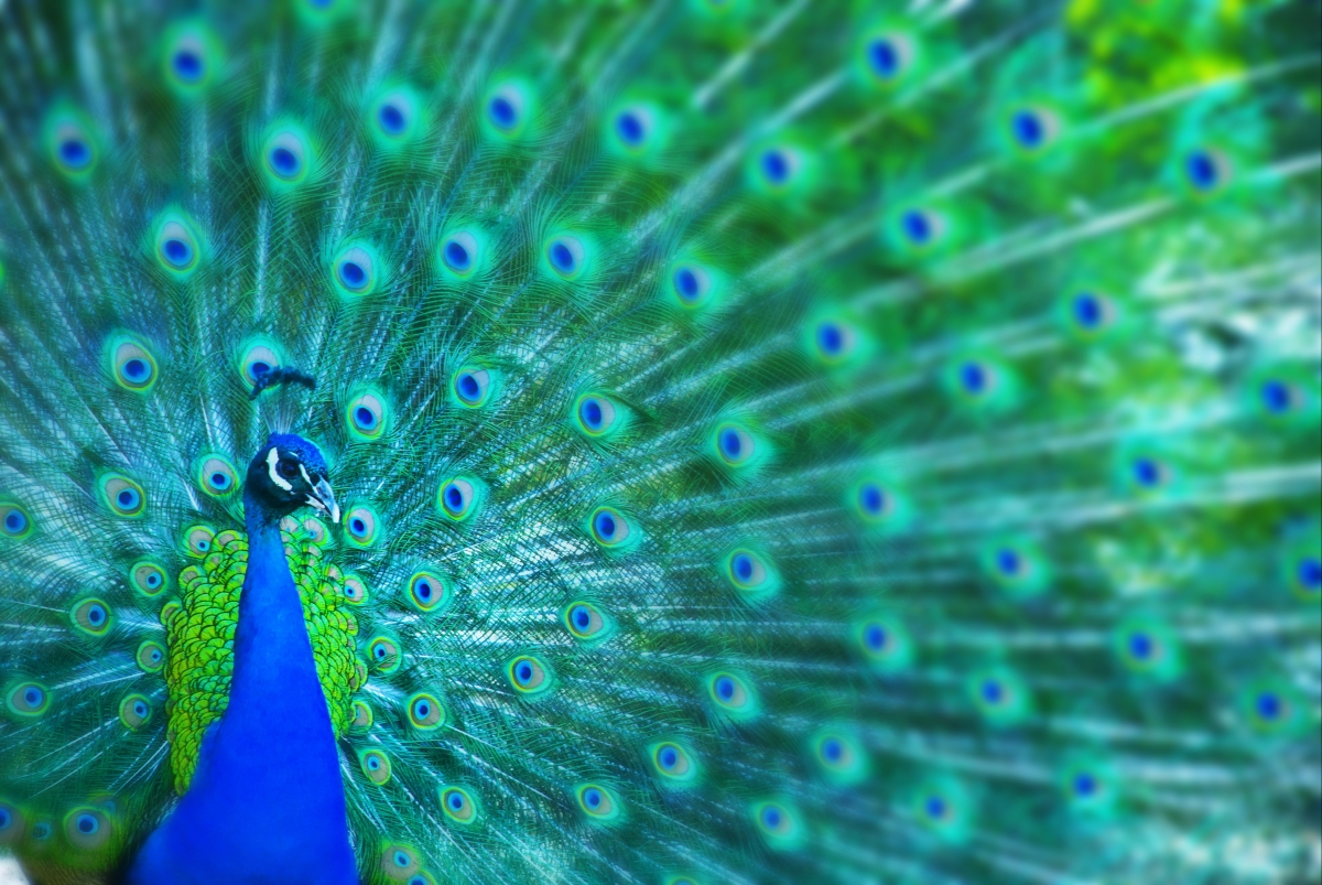 suface book beautiful peacock