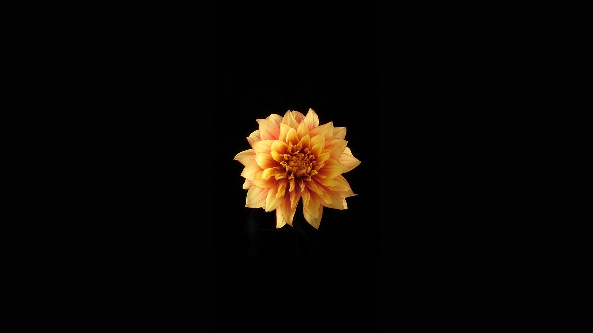 Yellow petals black background simple 4k