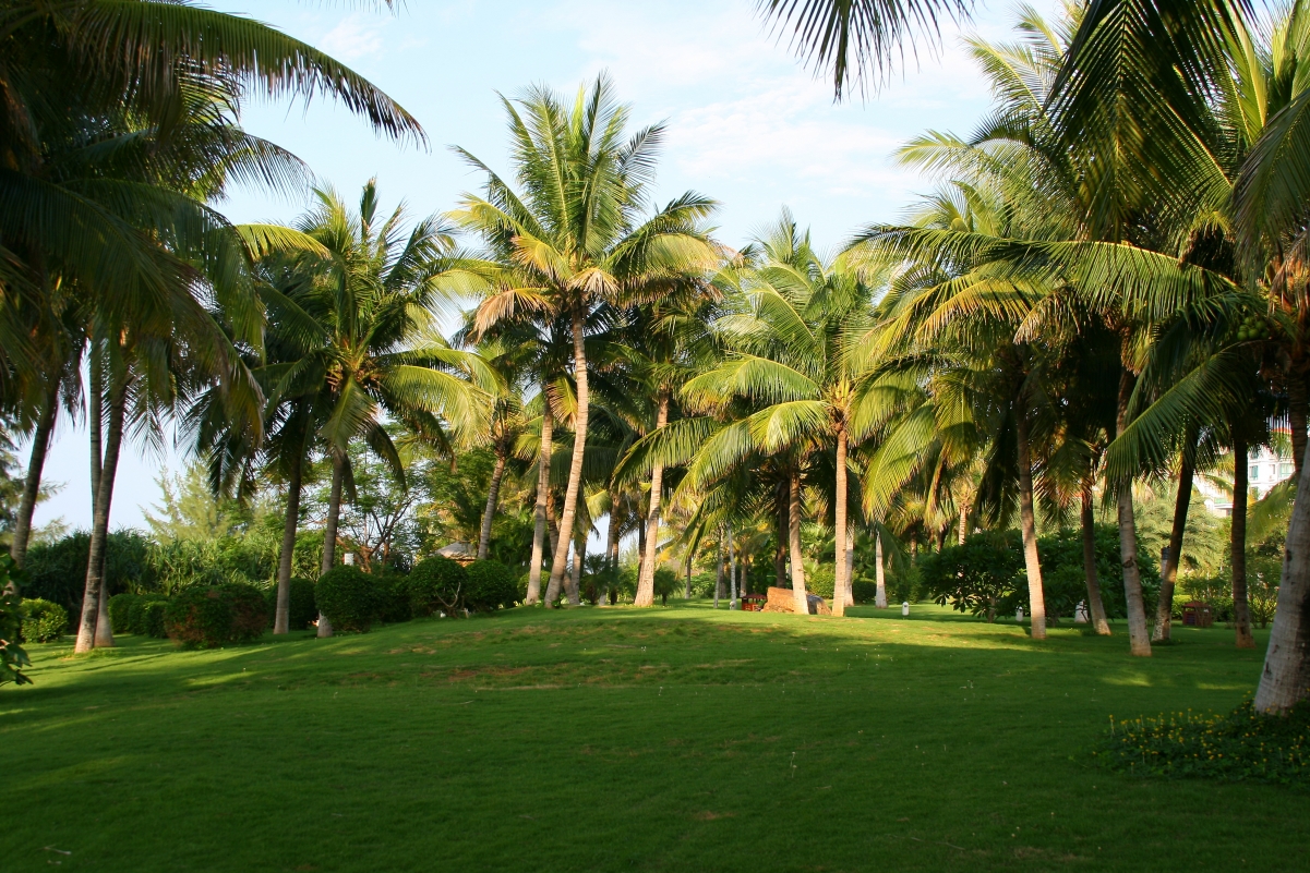 Palm trees, green grass, morning
