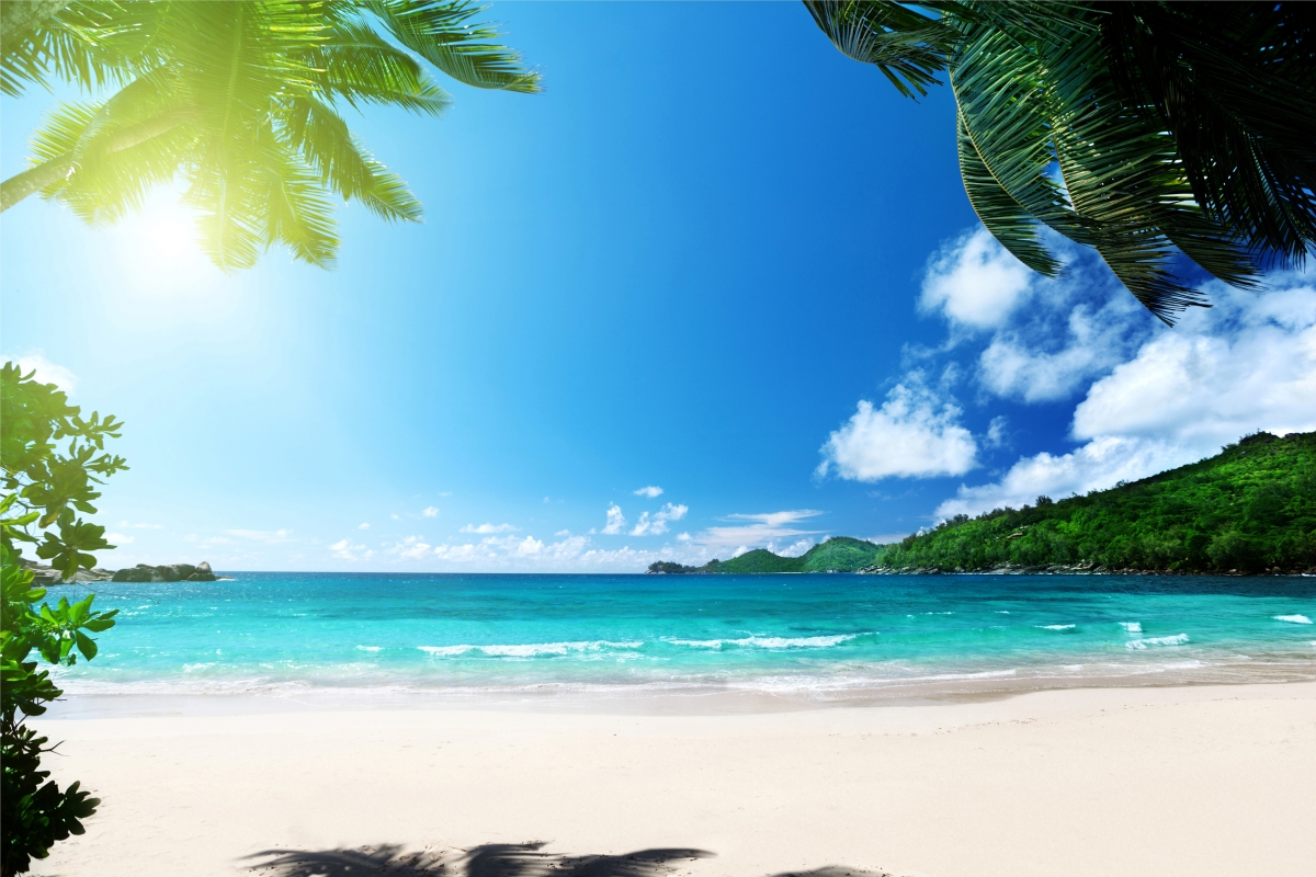 Palm trees, ocean, sunshine, summer sea