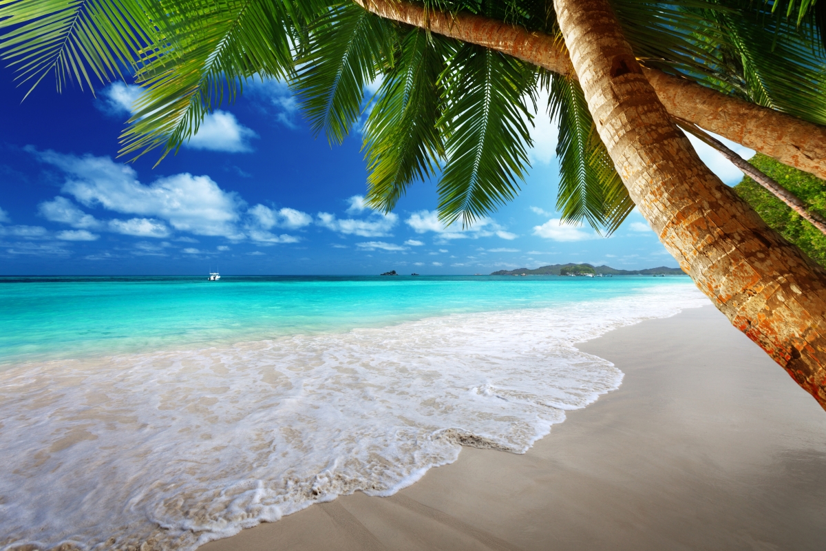 Palm trees, islands, coasts, beaches,