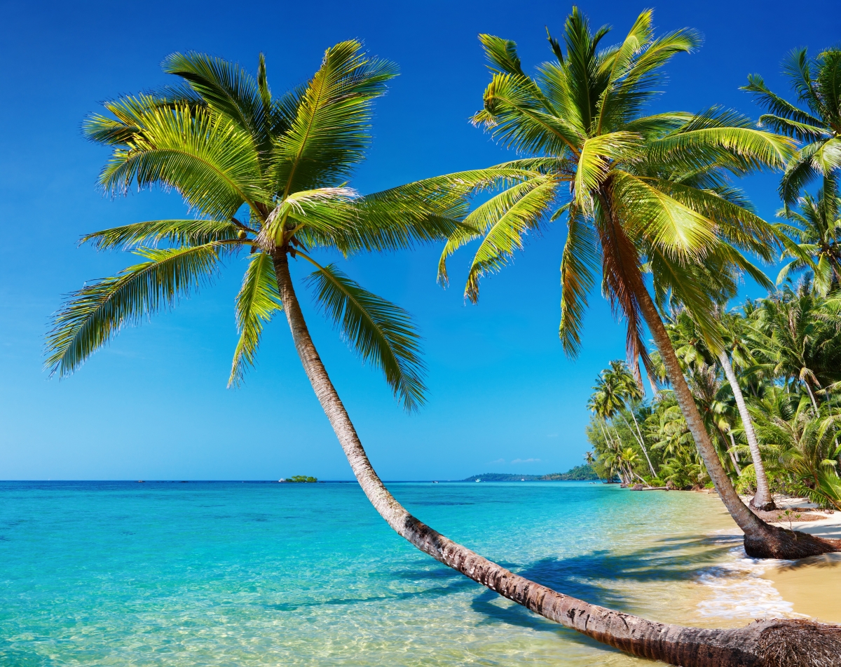 Palm trees, coast, blue sea sky