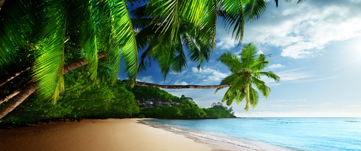 Palm trees, coast, beach, blue