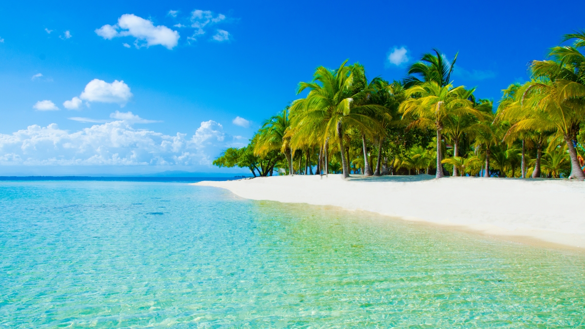 Palm tree nature beach sky