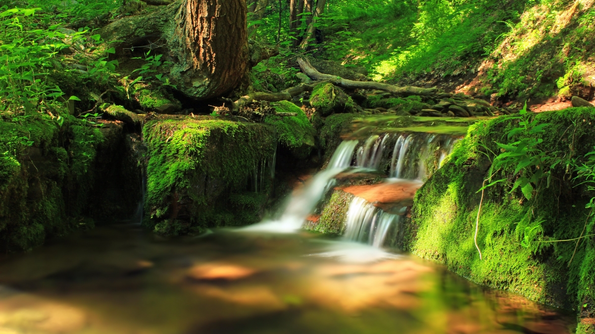 Nature Forest Waterfall 4k Landscape Wallpaper