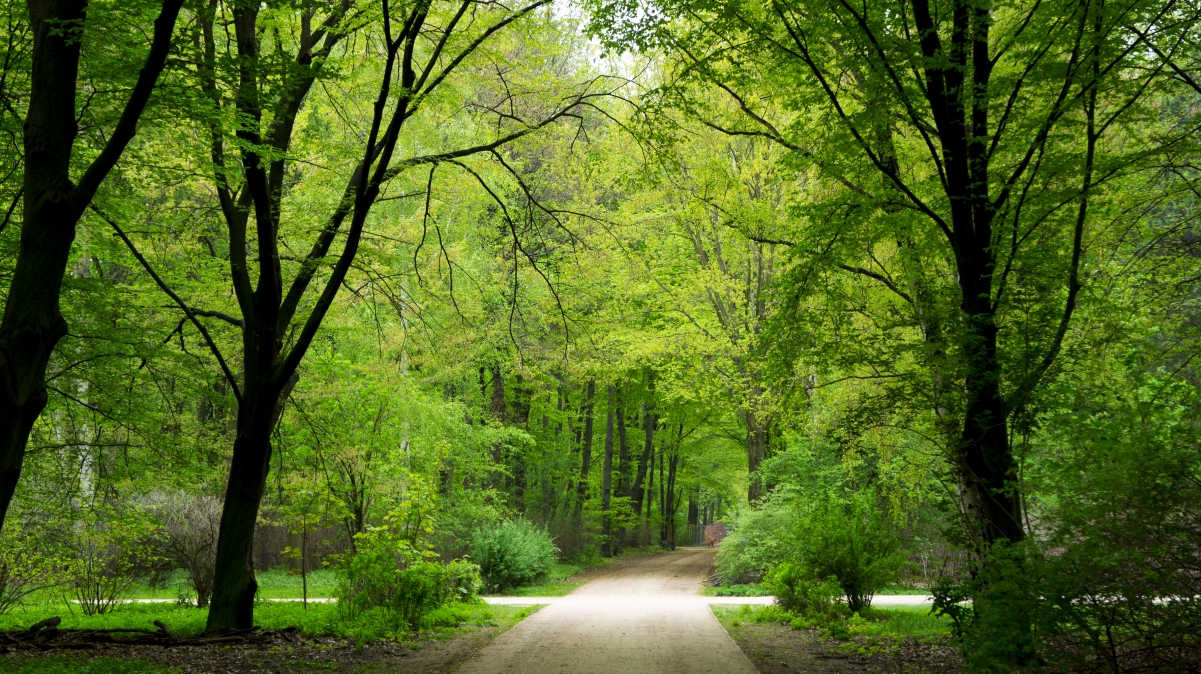 Natural forest park, green trees,