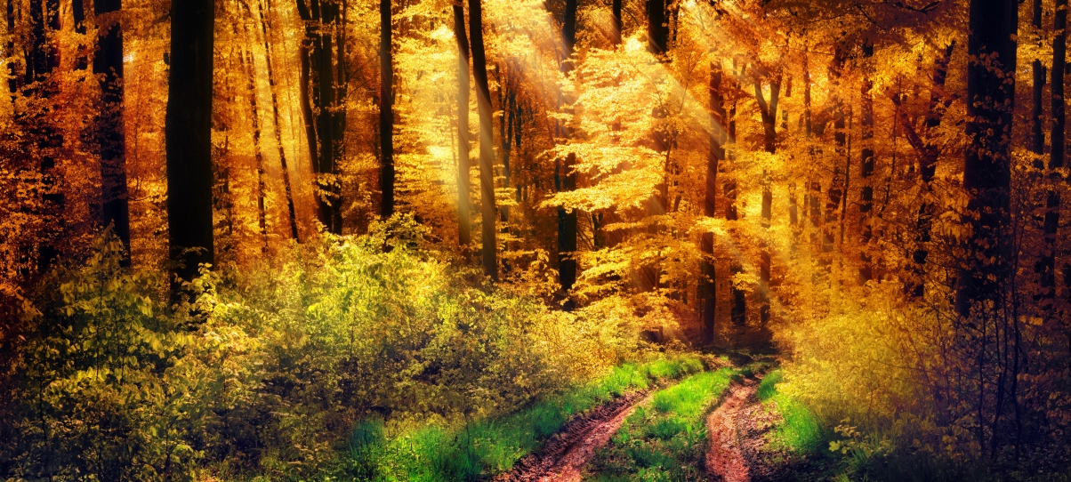Natural forest, yellow sun, autumn