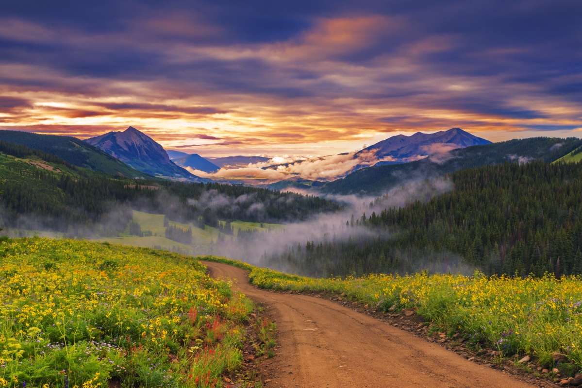 Nature sunset road flowers meadow