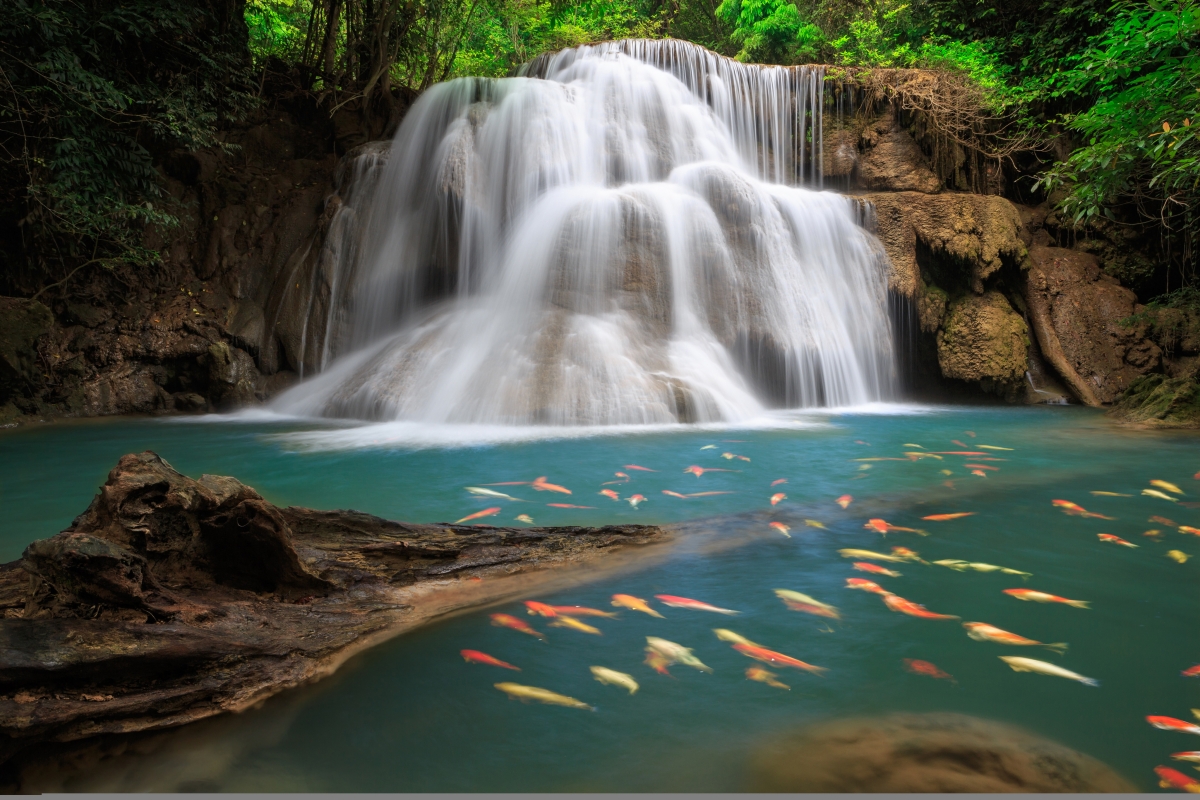 Nature beautiful forest waterfall tree