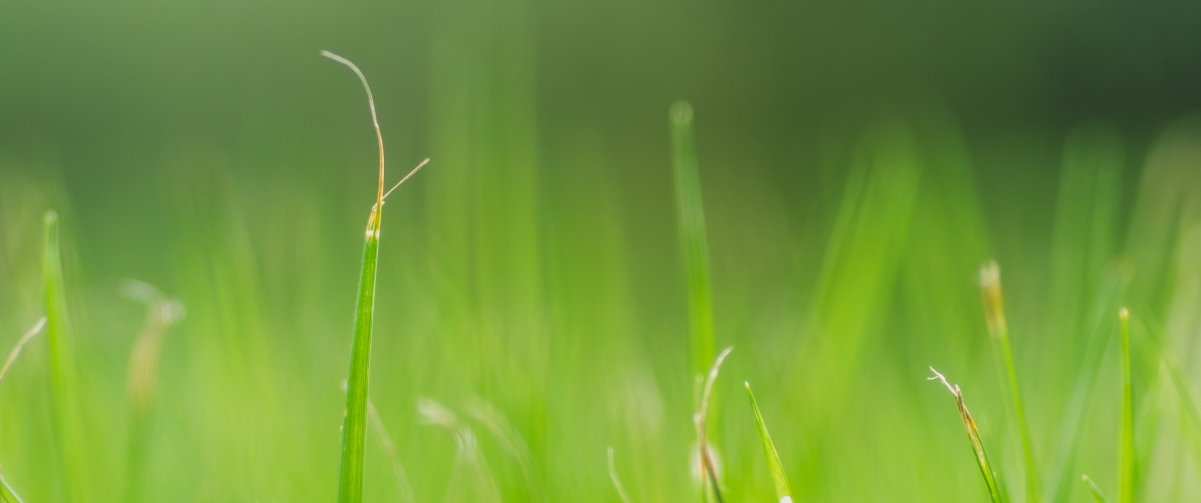 Natural green grass 3440x1440 protection