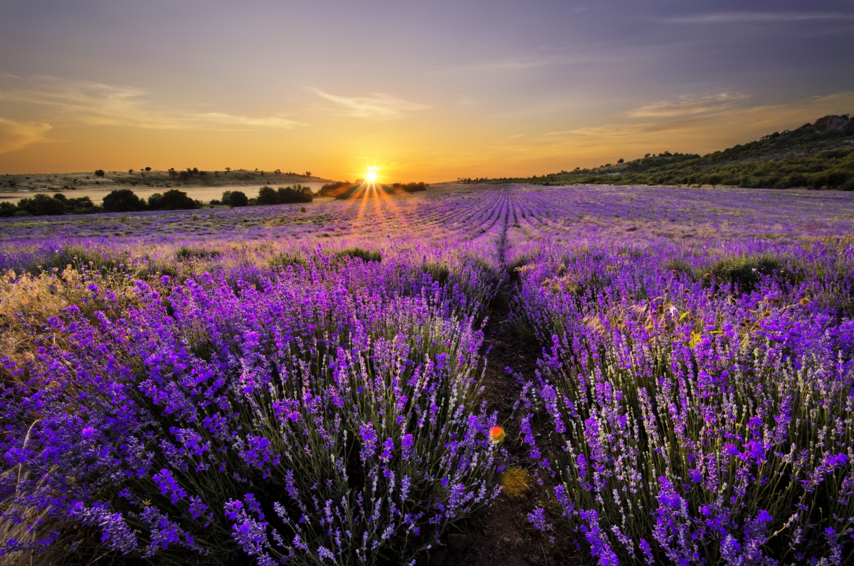 Natural landscape lavender 4K landscape wall