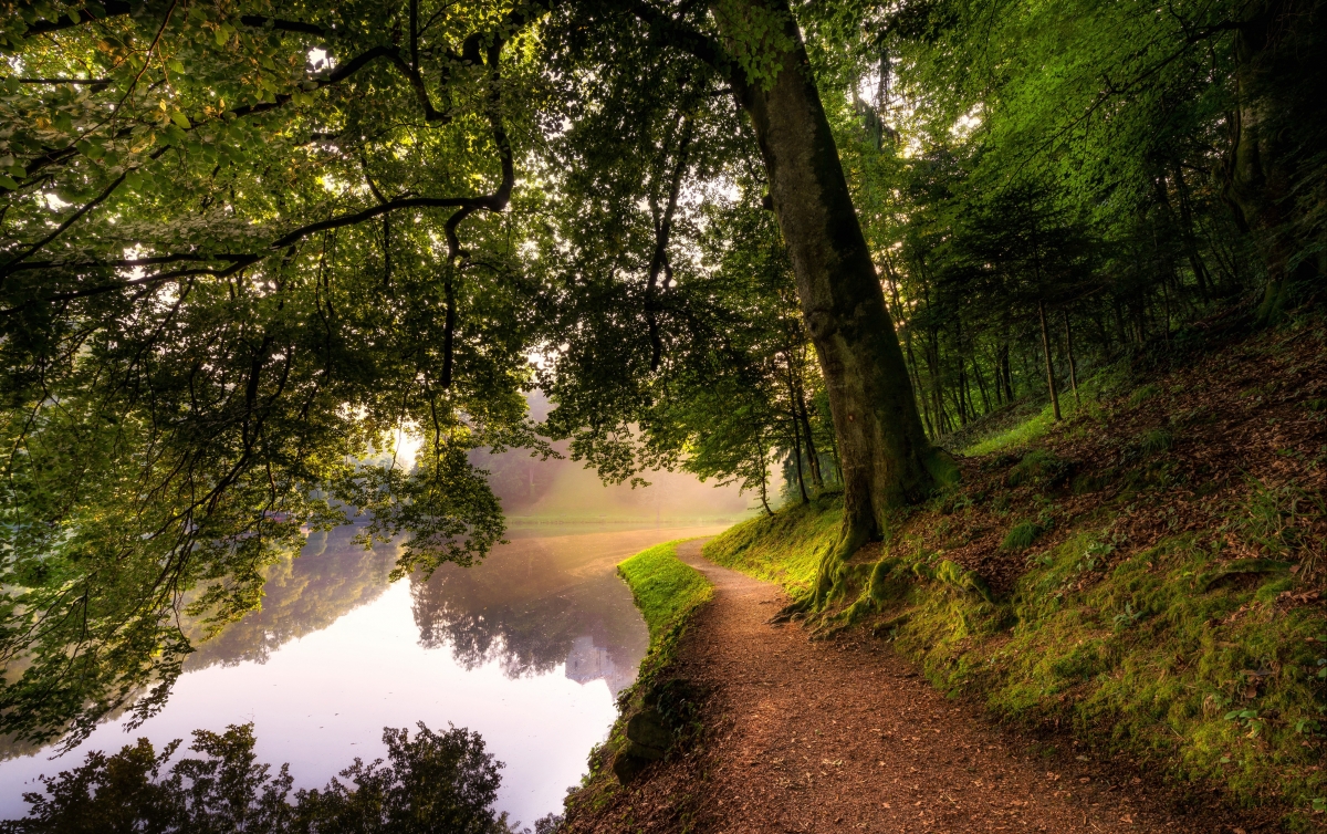 Natural scenery tree river woods