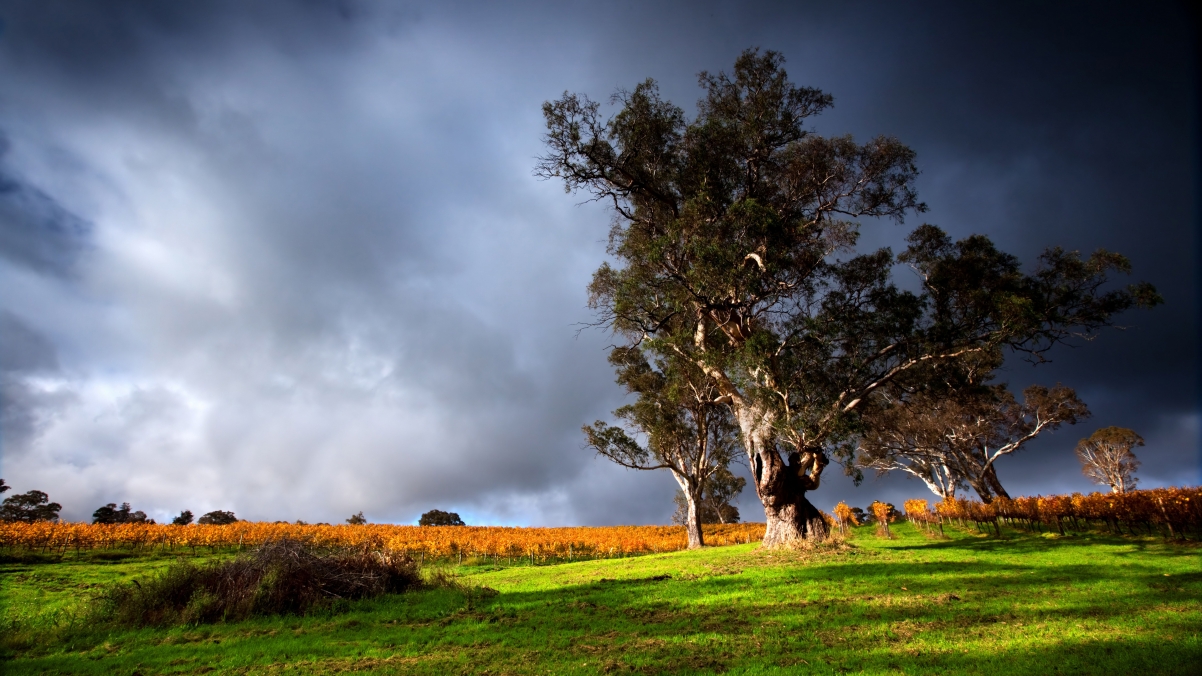 Natural green grass and old trees 4K