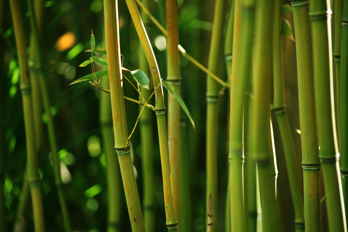 Nature, bamboo, bamboo stem shrub, green
