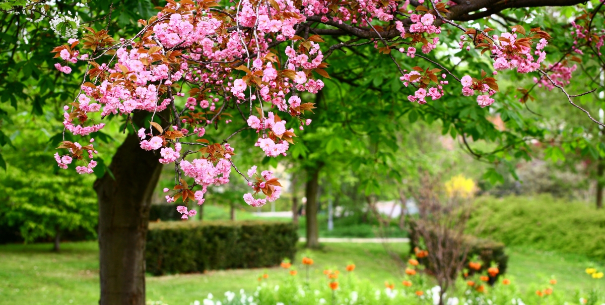 Nature, pink flowers, park