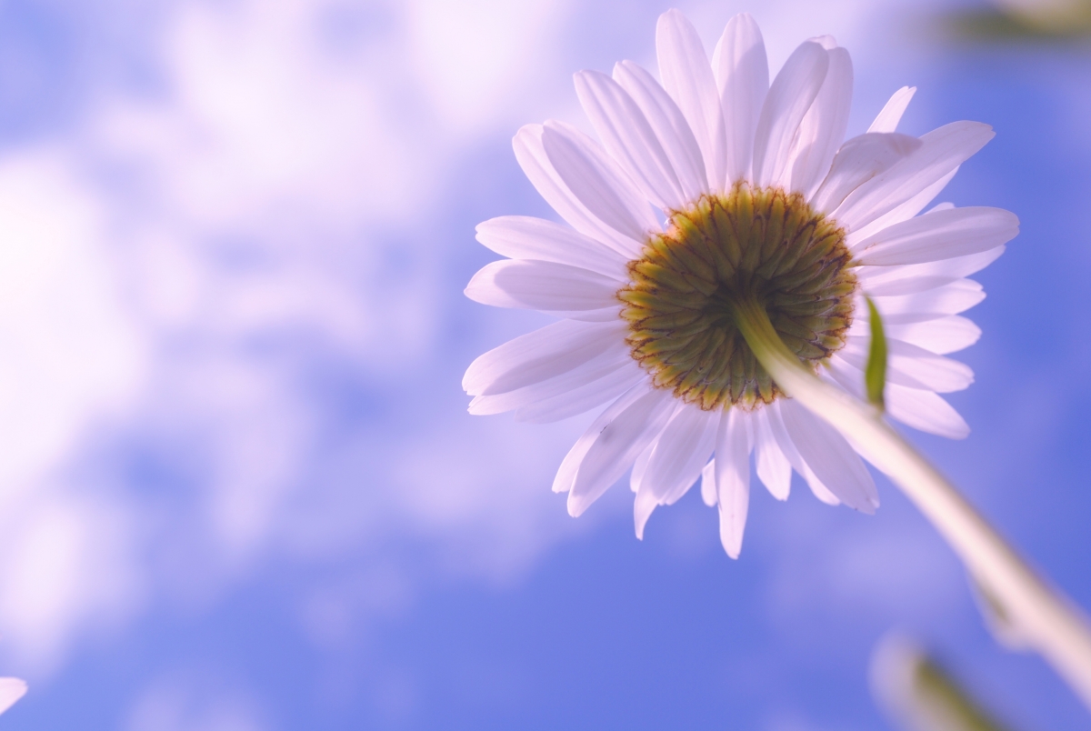 Nature Sky Cloud Flower 4K Landscape