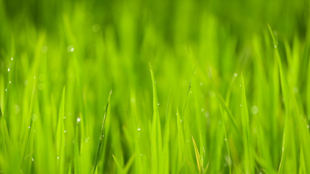 Nature close-up outdoor green water