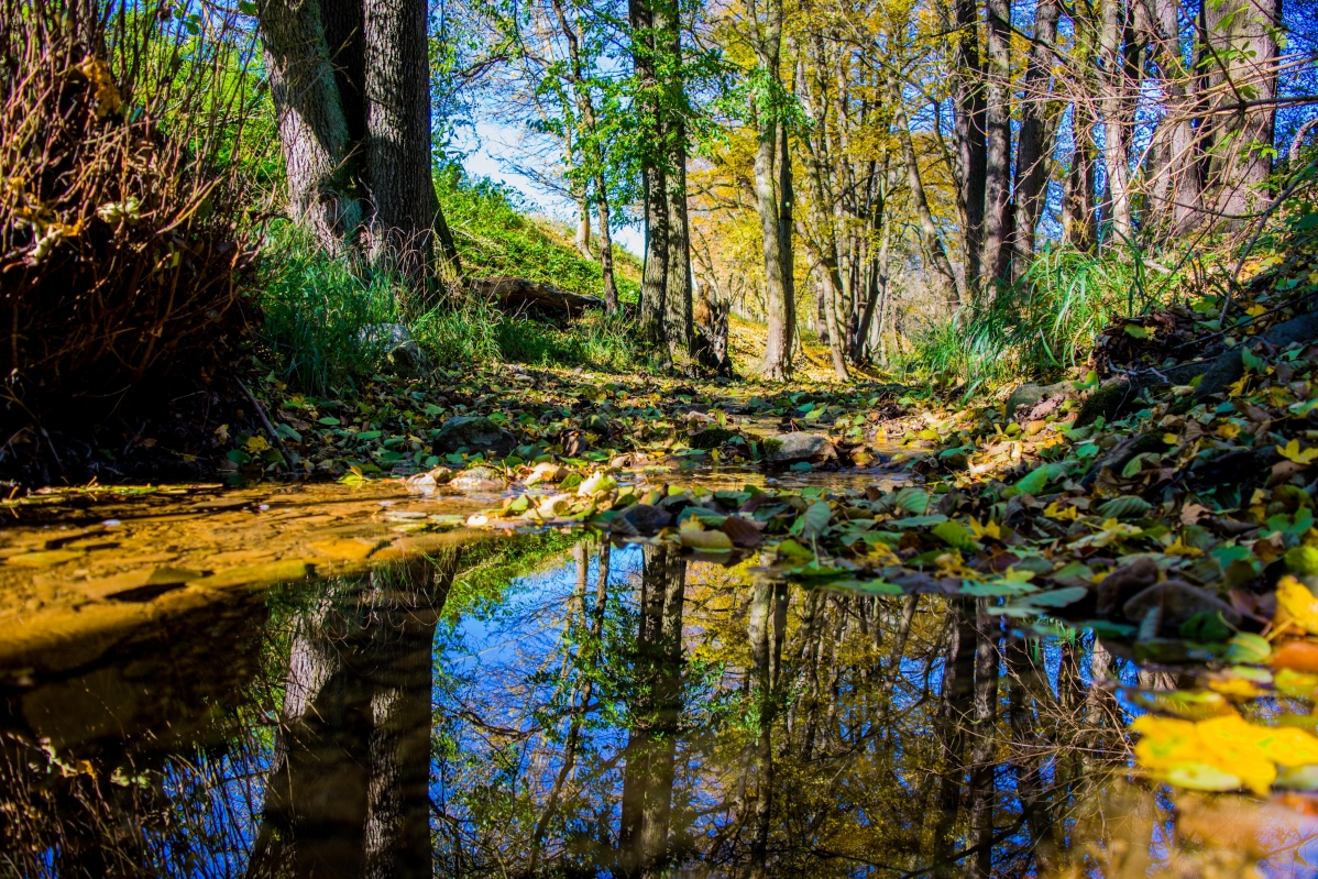 Nature trees leaves water autumn