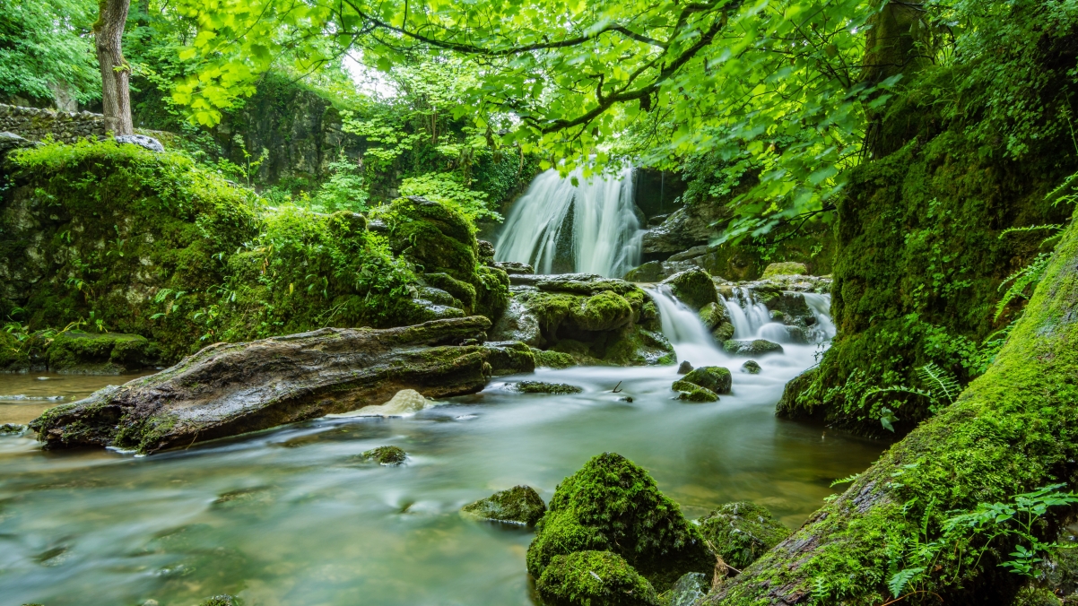 Natural forest waterfall green woods